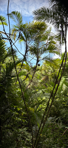 Bactris major, photograph 2