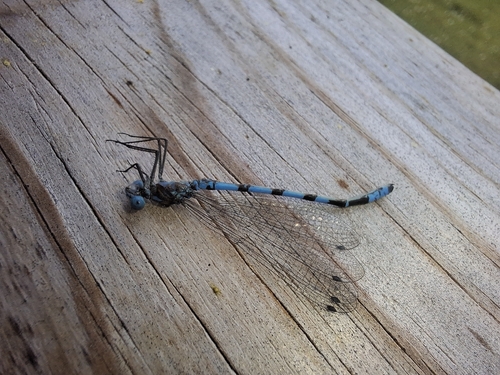 Common Blue Damselfly