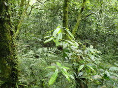 Lithocarpus brevicaudatus