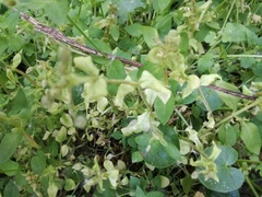 Peronospora alsinearum