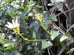 Senecio macroglossus