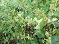 Peronospora alsinearum