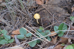 Protostropharia