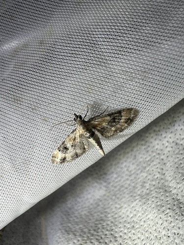 Toadflax Pug, Nationalpark Schiermonnikoog, Schiermonnikoog, Provinz Friesland, NL, photo 9 of 10