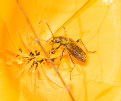Brachysomida californica
