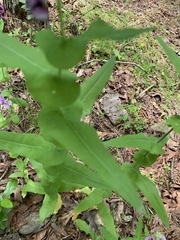 Streptanthus squamiformis