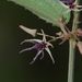 Byttneria herbacea - Photo (c) S.MORE, alguns direitos reservados (CC BY-NC), uploaded by S.MORE