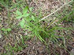 Cynosciadium digitatum