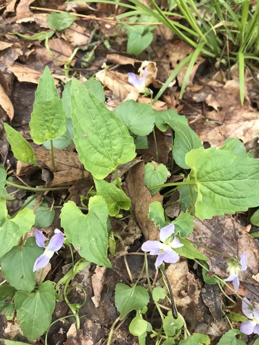 Image of Viola affinis by (c) Andrew Conboy, some rights reserved (CC BY)