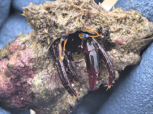 Calcinus gaimardii observed 2026-07-14