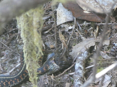 Troglodytes pacificus