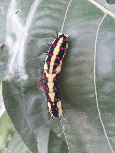 Common Mime Swallowtail