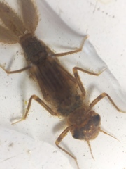 Calopterygoidea