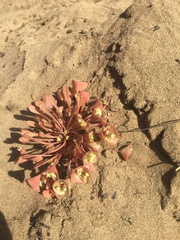 Claytonia rubra