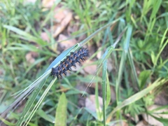 Euphydryas chalcedona
