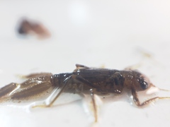 Calopterygoidea