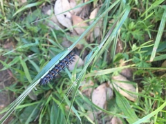 Euphydryas chalcedona