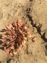 Claytonia rubra