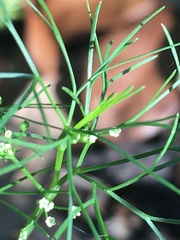 Cyclospermum