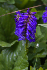 author not stated, no rights reserved Wulfenia carinthiaca, photograph author not stated, no rights reserved