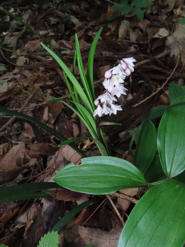 Ophiopogon planiscapus