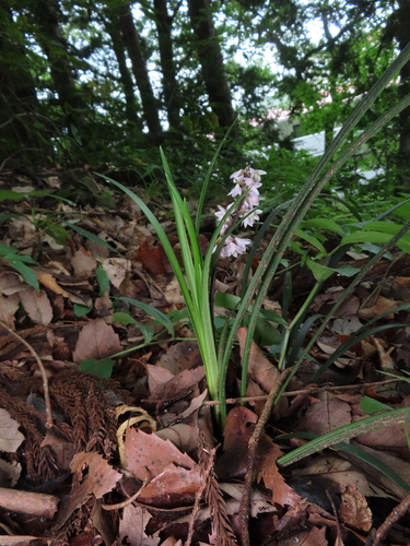 Ophiopogon planiscapus