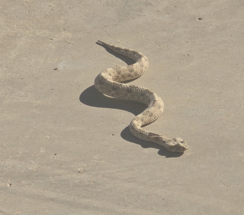 Horned Adder
