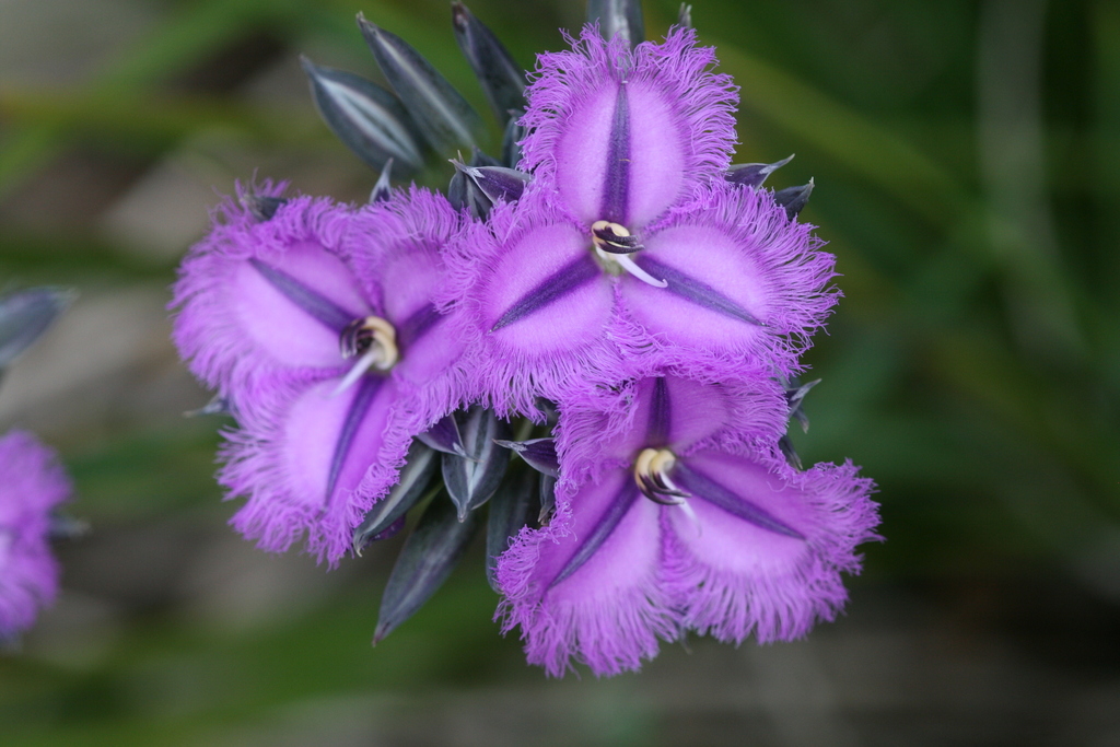 Fringe-lilies