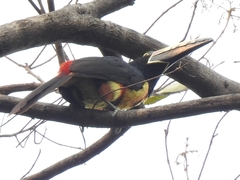 Pteroglossus torquatus