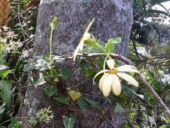 Senecio macroglossus