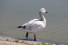 Anser caerulescens × rossii