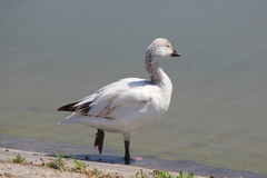 Anser caerulescens × rossii