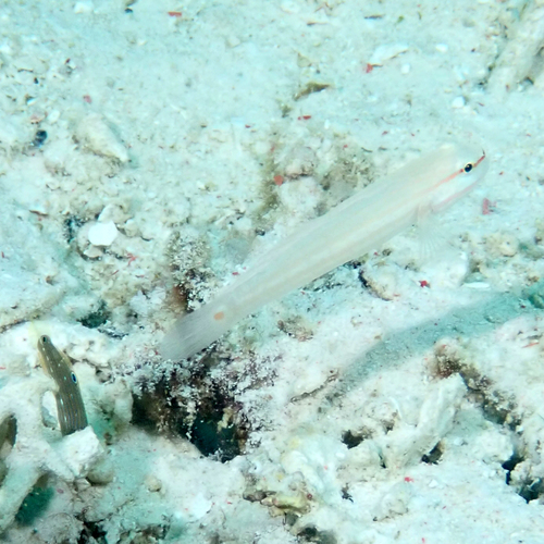Amblygobius decussatus observed 2026-06-25