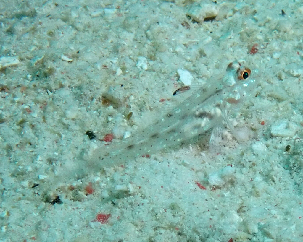 Fine-spotted Sand-goby