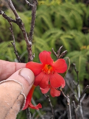 Rhododendron renschianum, photograph Nina Kerr, CC BY, iNaturalist via GBIF