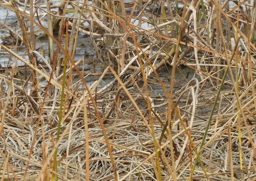 Correndera Pipit (Anthus correndera), photo 4