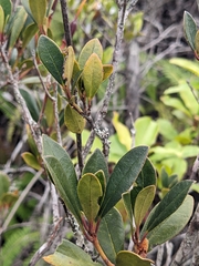 Rhododendron renschianum, photograph Nina Kerr, CC BY, iNaturalist via GBIF