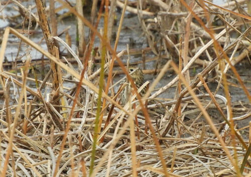 Correndera Pipit (Anthus correndera), photo 5