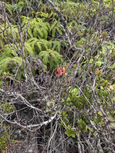 Rhododendron renschianum, photograph 3