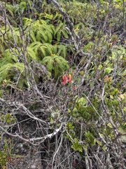Rhododendron renschianum, photograph Nina Kerr, CC BY, iNaturalist via GBIF