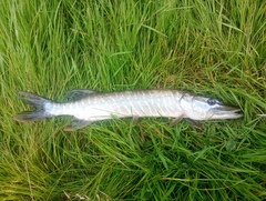 Northern Pike