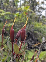 Rhododendron renschianum, photograph Nina Kerr, CC BY, iNaturalist via GBIF