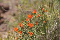 Bouvardia tenuifolia