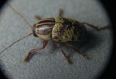 Cryptocephalus duryi