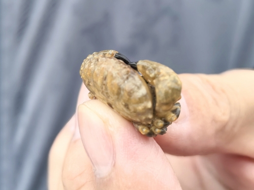Macromedaeus crassimanus observed 2026-07-14