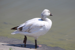 Anser caerulescens × rossii