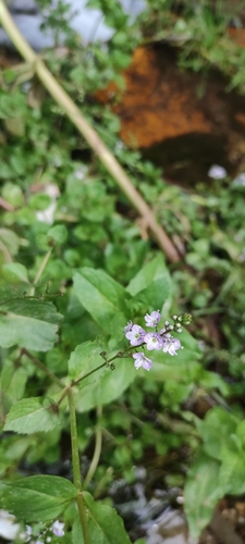 blue water-speedwell