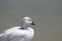Anser caerulescens × rossii
