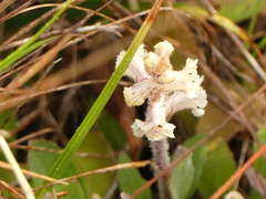 Orobanche picridis