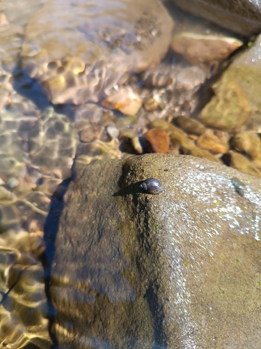 Dwarf pond snail, Τοπική Κοινότητα Περτουλίου, Αίθηκες 420 32, Greece, photo 8 of 10